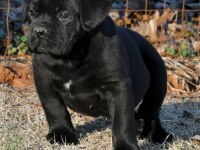 A scrli anne babadan cane corso yavrular kapıda ödeme
