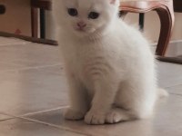 British shorthair yavru kedimiz