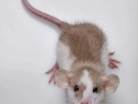 Lab - Rat - Dumbo Rat - Panda Mice Adrese Teslim Mevcut