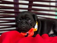 Rezerveye açık pug yavrular