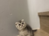 SCOTTISH FOLD SEVİMLİ YAVRULAR 