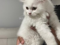 Scottish fold erkek yavru