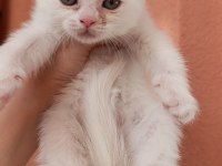 Scottish Fold Yavrular