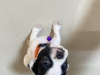 French Bulldog Dişi