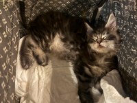Çok sosyal maine coon bebeklerimiz