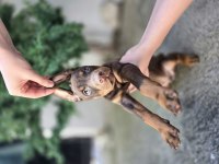 Safkan orjinal estetikli kızıl doberman yavrular