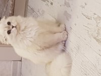 Scottish fold yavrular