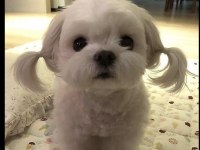 Bebek White Terrierler Çok Tatlı Ve Zeki