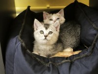 British shorthair calico ve silver iki kardeş