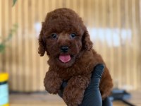Maltipoo Bebekler Referans Yavrum