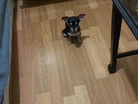 Şivava 70 günlük iç diş parazit yapıldı safkan chihuahua