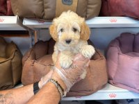 Birbirinden Güzel Maltipoo Bebekler