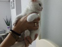 2 aylık iki kardeş scottish fold yeni yuvasını arıyor