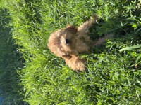 Toy Poodle bebekler