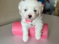 0 Boy Mini Maltese Terrier Bebekler