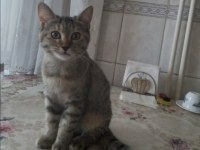3 AYLIK SCOTTISH KIRMASI BEBEKLER