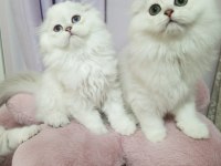 Highland (Longhair) safkan kediler Catteryden