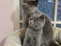 British Shorthair Yavruları