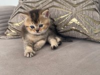 Russian blue ile british longhair melezleri 2 aylık