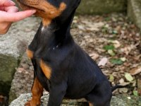 Safkan Doberman yavrularımız