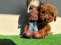 TOY POODLE YAVRULAR