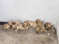 Rezerveye Açık Golden Retriever Yavrular