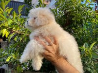 Bichon frise dişi yavrumuz