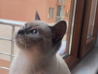 BRİTİSH BLUE POİNT SHORTHAİR SAHİPLENDİRME