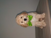 60 günlük yakışıklı poodle