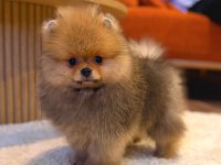 Pomeranian Boo Ayı Surat Yavrularımız
