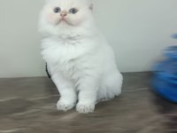 Scottish fold beyaz uzun tüylü