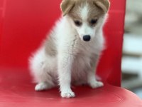 Pomeranian spitz eğitimli aşıları tam acil