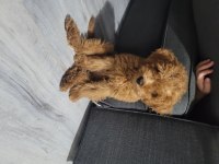 4 aylık erkek poodle