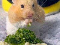 Her Irk Hamster Bebek ve Malzemeleri Adrese Teslim Mevcut