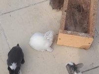 Hollanda lop tavşanı yavrusu