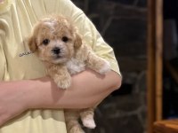 Korean Teacup Maltipoo Bebekler