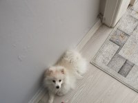 Yavru pomeranian 3 aylık