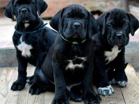 Cane corso kapıda ödemeli çiftlik kredi kartı geçer