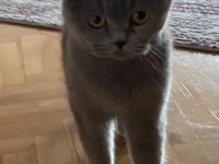 British shorthair kedimize yeni ev arıyoruz