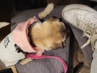 SAFKAN PUG YAVRUMUZ