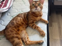 Erkek bengal kedisi kısır değildir