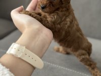 Safkan Kore teacup dişi poodle yavrular