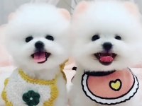 Kar Beyaz Pomeranian Köpekler