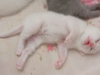 British Shorthair Bebekler - Erkek ve Dişi