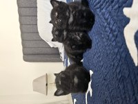 Sevimli British Shorthair Yavrular