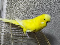 Acil Konuşan Muhabbet Kuşu Şov Jumbo