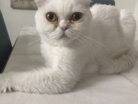 Kızımız sütlaç yeni yuvasını arıyor