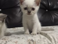 Orijinal Erkek 2 Aylık British Shorthair