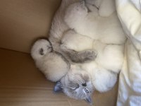 Blue point safkan british shorthair yavrular