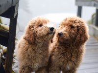 DEV LABRADOODLE YAVRULAR SAĞLIKLI MİKROÇİPLİ FATURALI